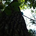 Comoara din copac